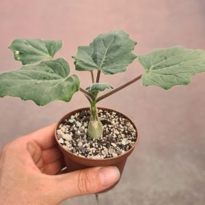 Uncarina grandidieri