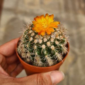 Parodia mairanana