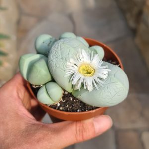 Argyroderma pearsonii luckhoffii