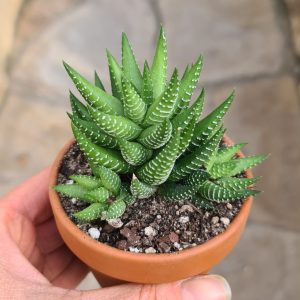 Haworthia spec.