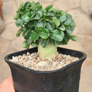 Adenium obesum red Double Flower