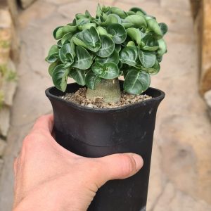 Adenium obesum red Double Flower
