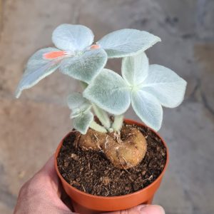 Rechsteineria (Sinningia) leucotricha