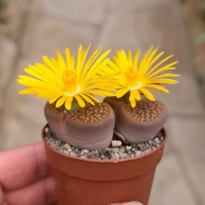Lithops hookeri var. marginata