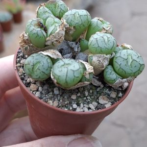 Conophytum spec. 4