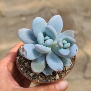 Pachyphytum cuicatecanum