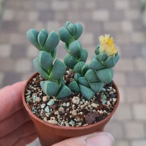 Delosperma lehmannii