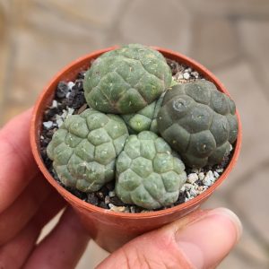 Puna bonnieae inermis